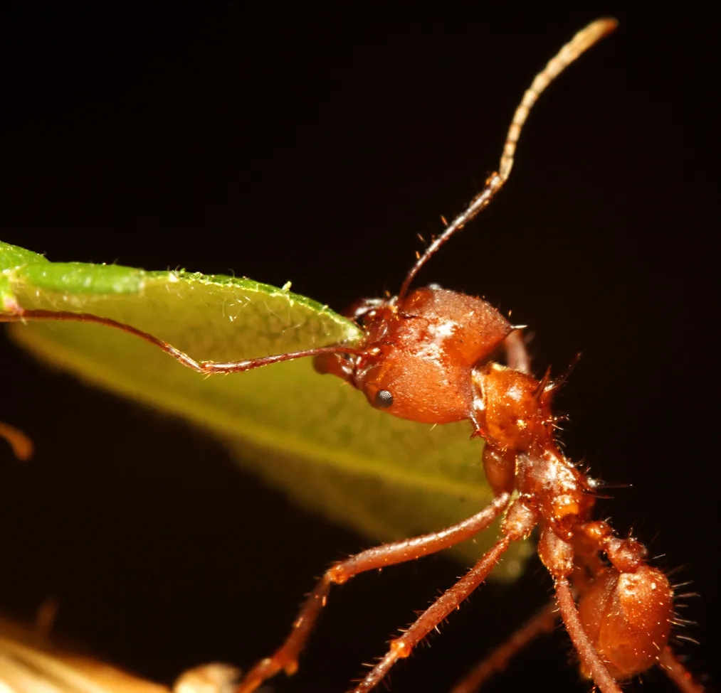 (attini)中的顶切叶蚁属( acromyrmex),南美切叶蚁属( atta)两个属的